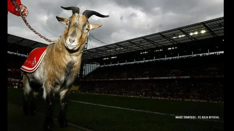 Bundesliga return: Cologne’s famous mascot banned from stadium for first time in 12 years Bundesliga return