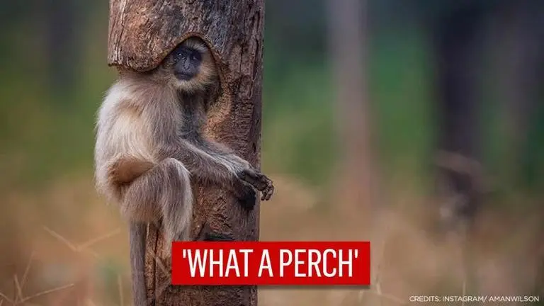 Langur sits in hollow tree in viral image, Netizens say 'perfect timing' Langur
