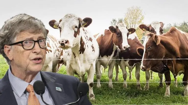 Bill Gates invests in Australian climate technology startup dealing with cow burps Bill Gates