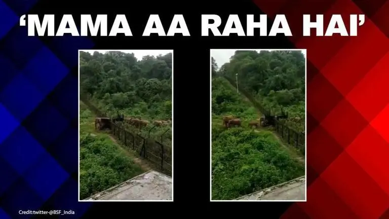 'Mama aa rha hai': Video of BSF sentry announcing entry of herd of elephants wins internet 'Mama aa rha hai': Video of BSF sentry announcing entry of herd of elephants wins internet