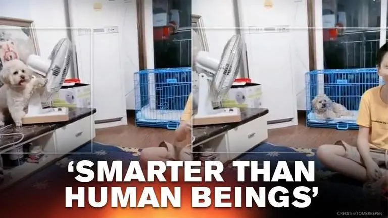 Video: Dog stealthily turns table fan towards its enclosure, netizens in splits Dog