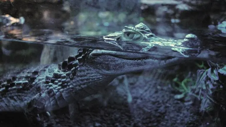 Lumcon scientists reveal results of Great Gator Experiment; marine food web explored alligators