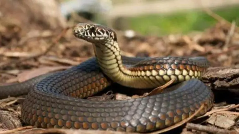 Surge in snake sightings as floodwaters recede, Delhi govt sets up rapid response team Surge in snake sightings as floodwaters recede, Delhi govt sets up rapid response team