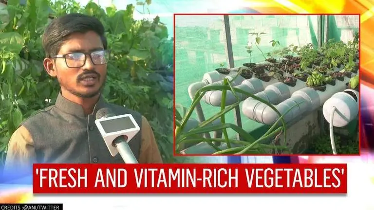 Rajkot teacher adopts terrace farming to grow organic vegetables amid COVID-19 Rajkot
