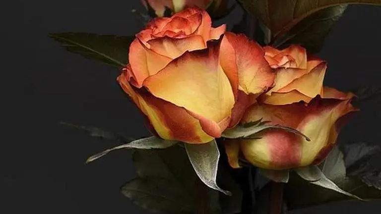 Flowers destroyed in Russia as virus hits demand Flowers destroyed in Russia as virus hits demand