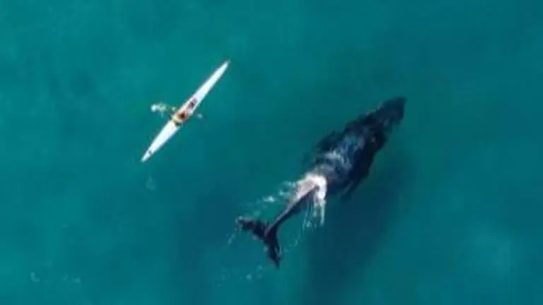 Drone captures curious whale following kayak in Australia, amuses internet whale
