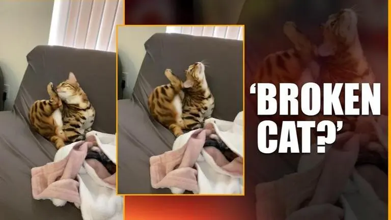 Video of cat hilariously failing while trying to scratch itself leaves netizens in splits Cat trying to scratch itself but is unable to do so leaves netizens in splits
