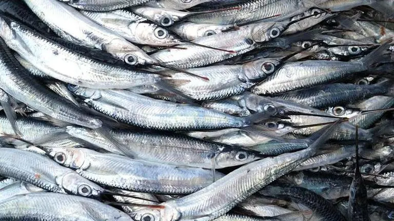 Pakistan's fish export hit hard by Chinese ban after COVID detected in shipments Pakistan