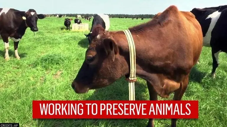 Hong Kong animal protection groups focusing on wild cattle ahead of Ox Year Hong Kong