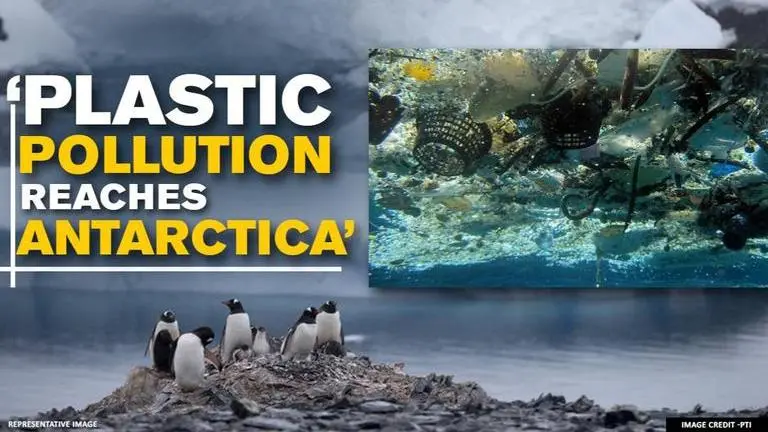 Scientists find polystyrene fragments in guts of soil-dwelling organisms in Antarctica Plastic