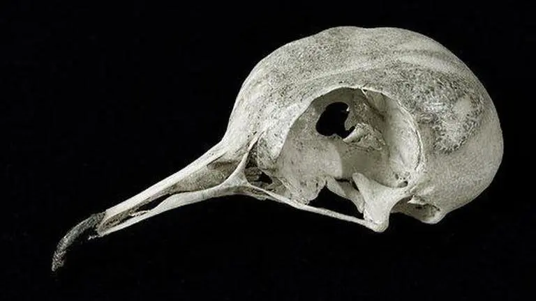 Ancient bird skull found in amber was tiny predator in the time of giant dinosaurs