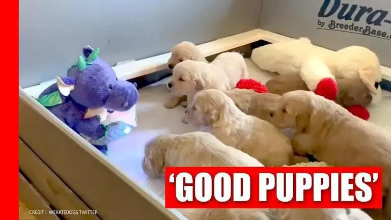 Video of puppies listening to bedtime stories from a stuffed toy wins internet Dalton