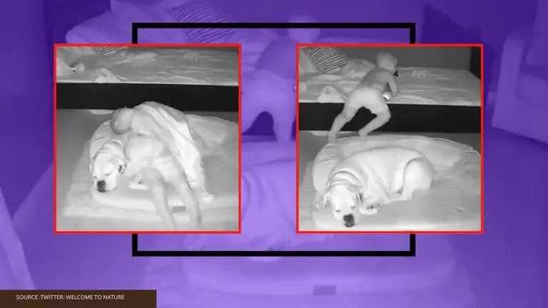 toddler sleeps with dog