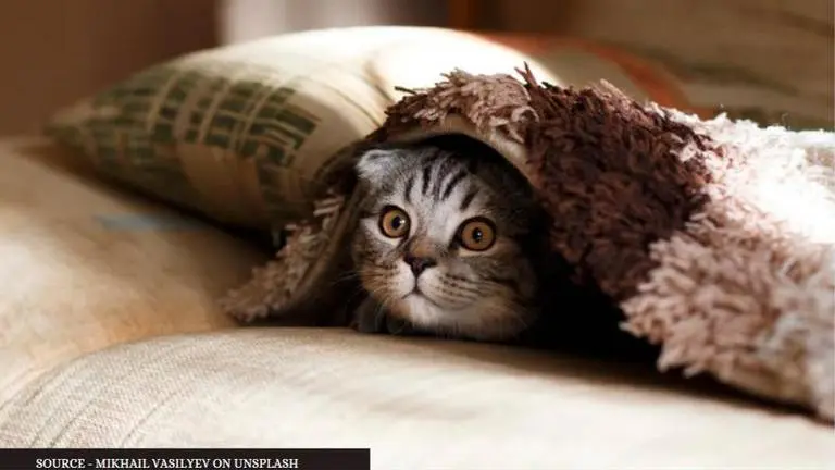 can you spot the cat