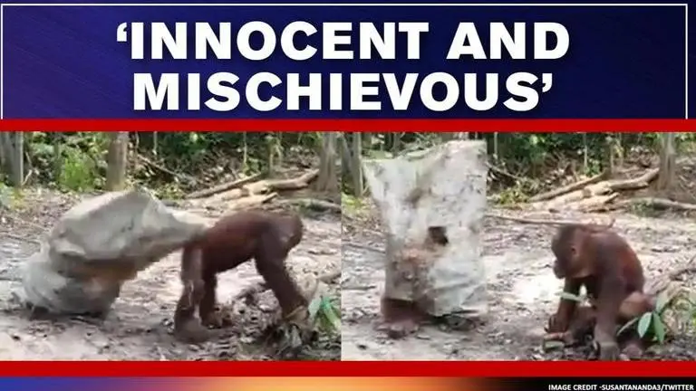 Video of orangutan mischievously pulling a prank leaves netizens in splits | Watch Orangutan