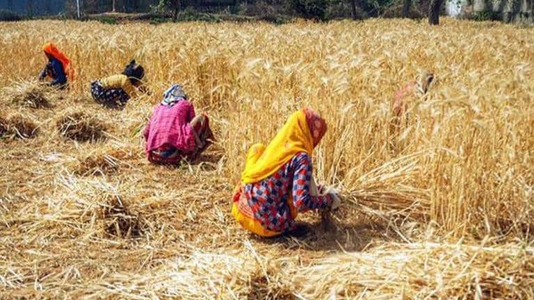 Govt expects record wheat production of 112.18 Mn tonne despite ...