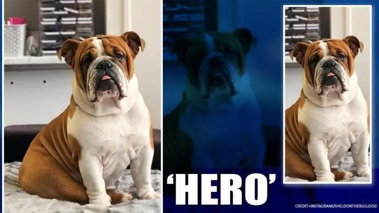 Good News: Bulldog delivers goodies to neighbors amid COVID-19 lockdown, watch video Good News