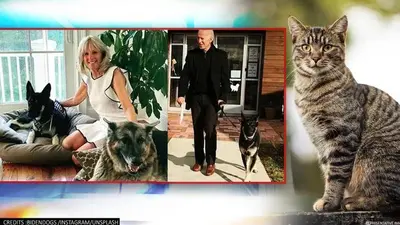 Joe Biden to bring his pet cat to White House along with two German shepherds Biden