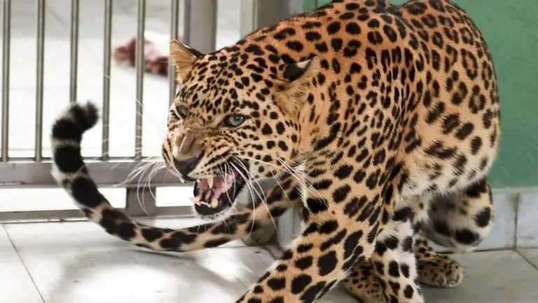 Leopard found dead near village in MP's Umaria district Umaria