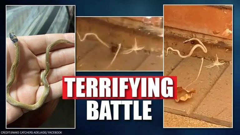 Redback spider beats baby brown snake in deadly battle, watch video Redback spider locked up with baby brown snake in a horrifying video