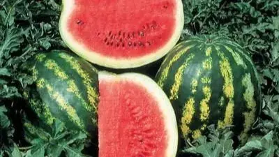 Watermelon seeds