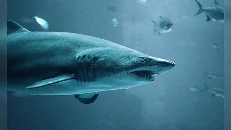 Sharks survived asteroid attack that obliterated dinosaurs from Earth: Study Asteroid