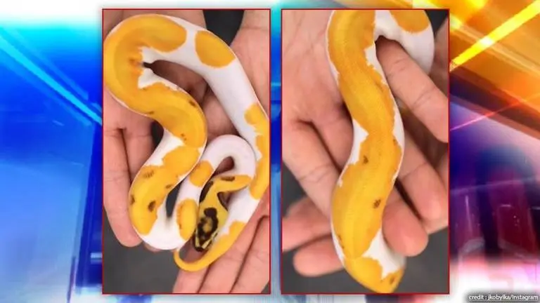 Man sells unique ball python with 3 smiling emojis on skin for Rs 4.37 Lakh, watch video Python
