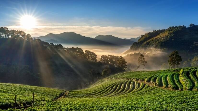 Description of the pic