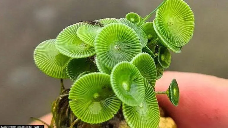 'Mermaid' species of algae discovered on Andaman and Nicobar islands after 40 years mermaid