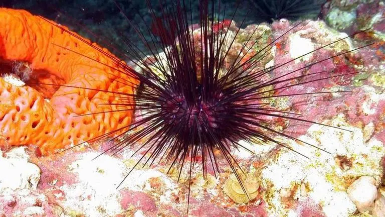 Sea Sponge unravels 700-million-year-old mystery of Human Evolution Sea Sponge unravels 700 million year old mystery of Human Evolution