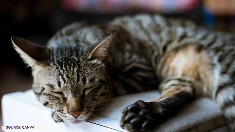 Cat from Thailand returns home to owner after 3 days, surprises him with a food bill cat