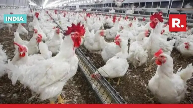 Jharkhand on alert as bird flu cases reported in state-run poultry farm; presence of H5N1 variant confirmed Jharkhan