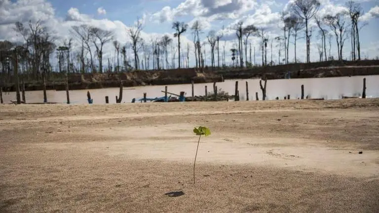 As climate change progresses, trees in cities struggle