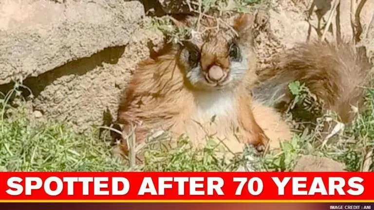 Woolly flying squirrel, believed to be extinct, spotted in Gangotri National Park Woolly