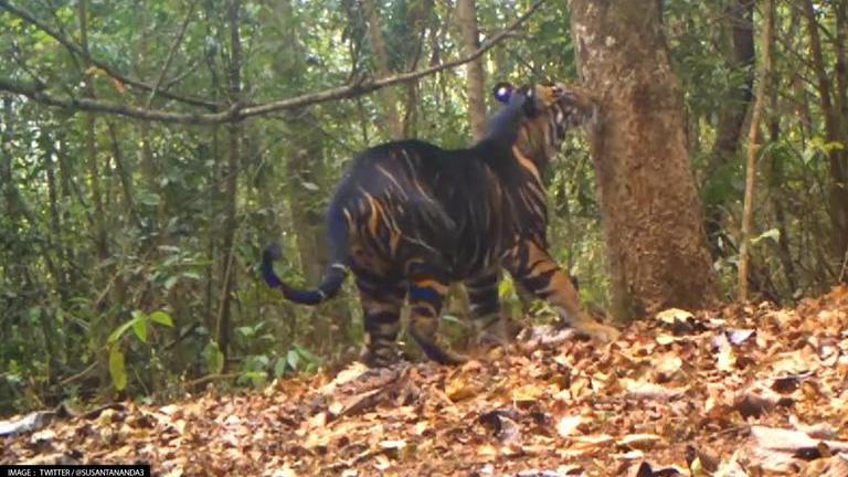 Odisha Rare Black Tiger Caught On Camera In Simlipal Tiger Reserve Watch Republic World