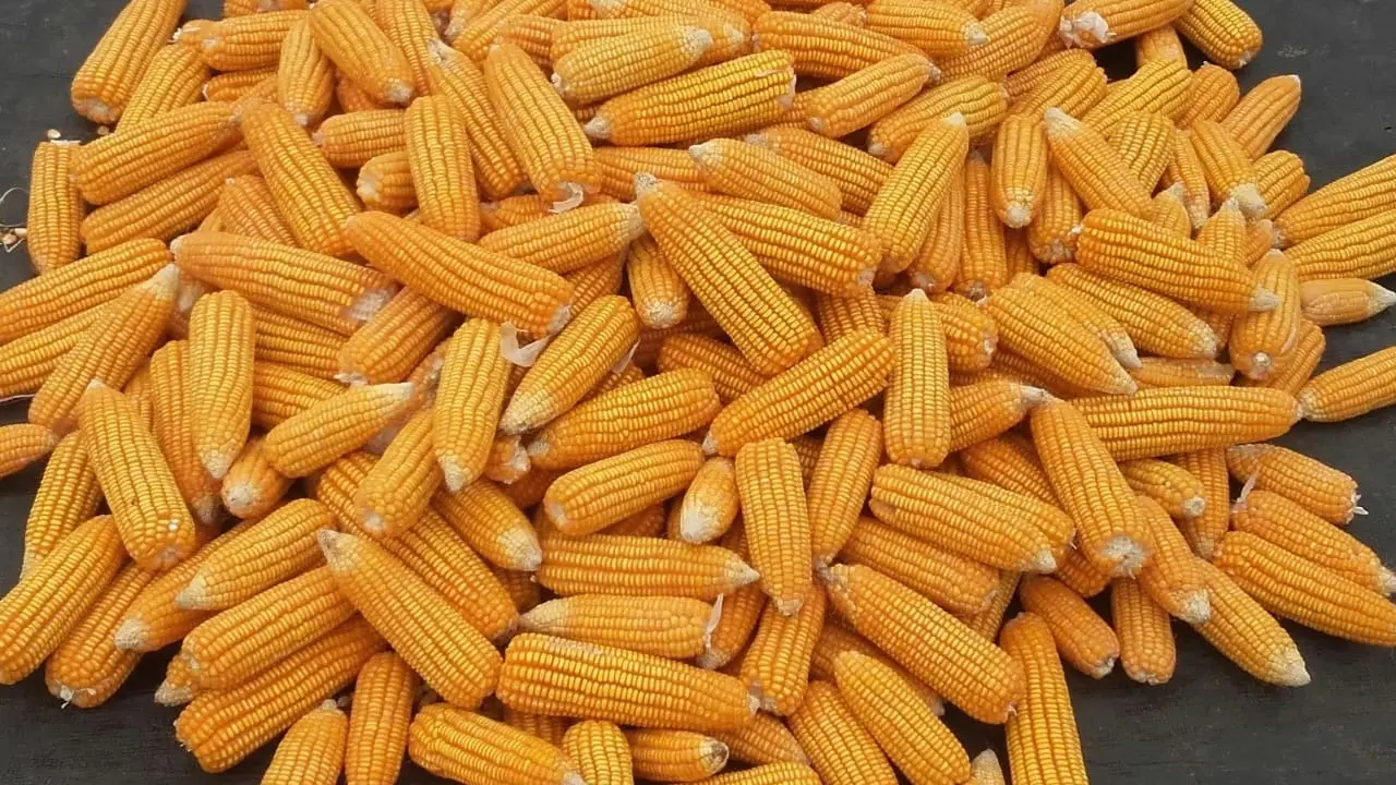 Maize cultivation in India