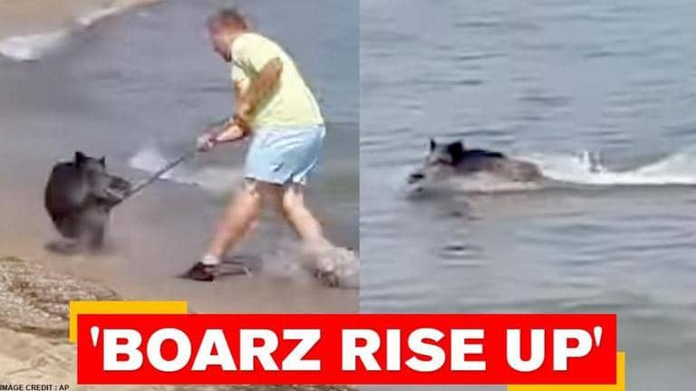 Wild boar surprises sunbathers in Germany after taking a dip in Baltic ...