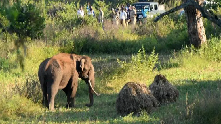 Maharashtra: India's largest wildlife orphanage to come up in Warje