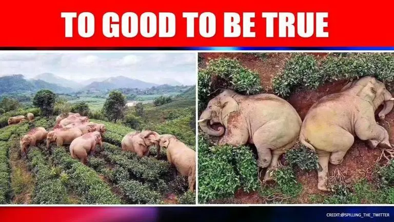 Coronavirus: Fake animal news abounds on social media amid COVID-19 panic Coronavirus: Fake animal news abounds on social media amid COVID-19 panic