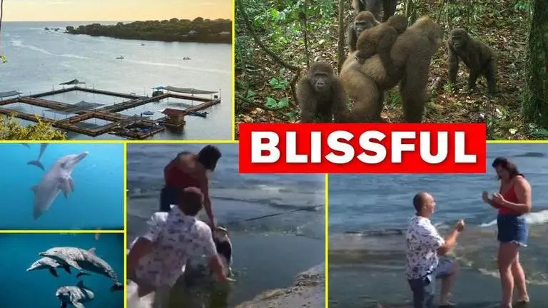 Good News: From woman helping blind man to dolphins getting home, read 5 cheerful stories Good News