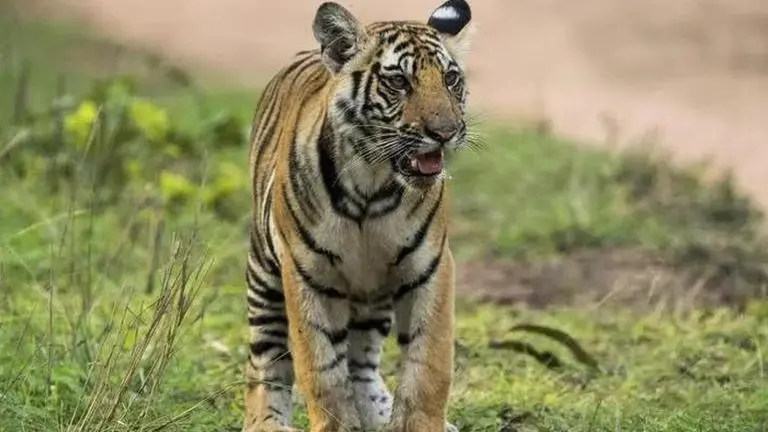 Maha: Three men nabbed for poaching a tiger in Nagpur's Pench Reserve Nagpur