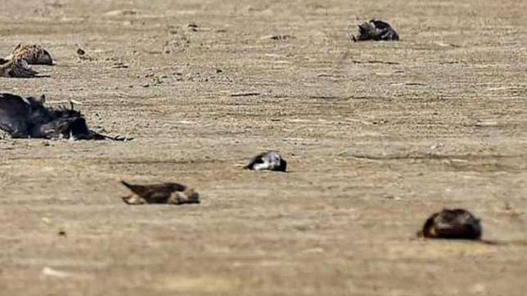 Bird flu scare in Karnataka as 6 crows found dead in district bordering