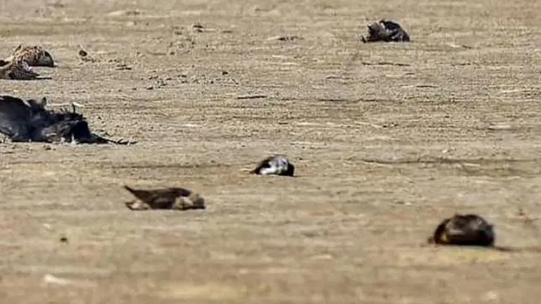 Bird flu scare in Karnataka as 6 crows found dead in district bordering Kerala; samples sent for testing