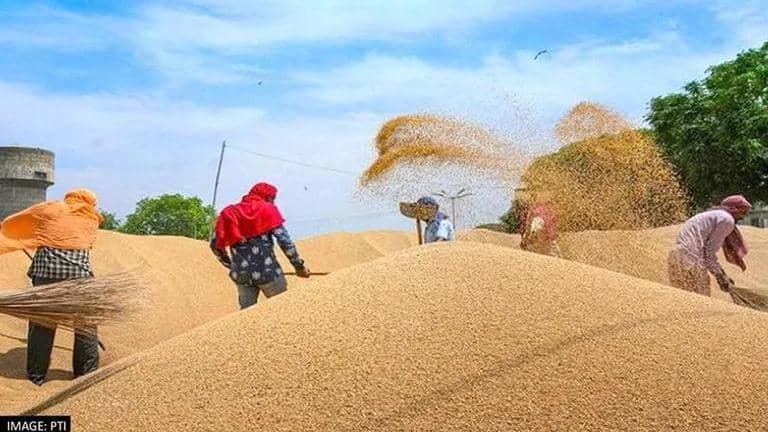 Shrivelled wheat issue: Centre relaxes quality norms for wheat ...