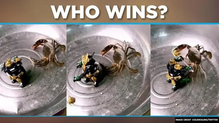 Viral video of Crab vs Toy robot fight shows how people are dealing with self-quarantine This Crab vs Robot fight amid coronavirus shows how people are dealing with lockdown