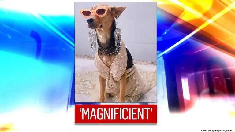 Thai dog becomes 'overnight sensation' after drunk man adopts it from street; see pics Thai dog