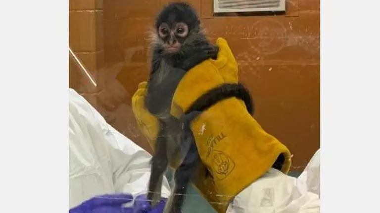 US woman arrested for smuggling endangered spider monkey in beer box US