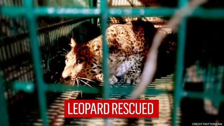 West Bengal: Leopard rescued after getting stuck in wire mesh, sent for treatment West Bengal