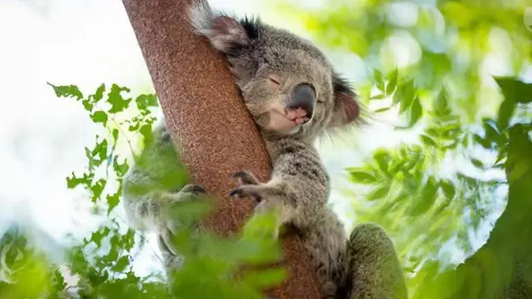 AKF claims koalas are on brink of extinction; slams Canberra for overestimating population Australia