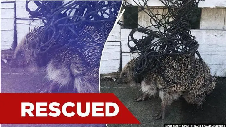 'Hero' dog turns saviour as he helps rescue hedgehog stuck in net Dog
